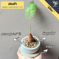 ต้นปรงป่า Cycas siamensis Miq (ไม้โขด)พร้อมกระถางปูน3.5"+หินภูเขาไฟ