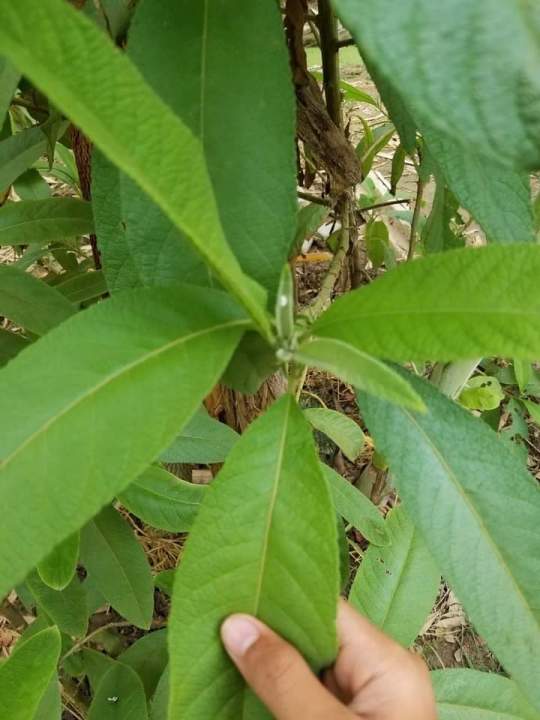 ต้นหนาด-หนาดพร้อมปลูก