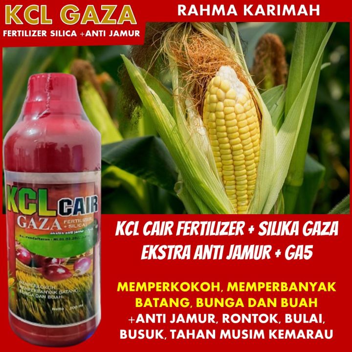 Transformasi Tanaman Jagung Pupuk Kalsium Cair Kcl Gaza Isi 500 Ml Perlindungan Optimal Anti 8180