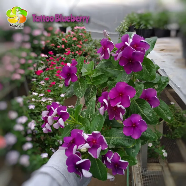 Vinca Flower Price  PromotionApr 2023BigGo Malaysia