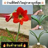 ?ว่านสี่ทิศหัวใหญ่ราคาถูกที่สุด?สีดังรูปปก ขุดแล้วส่ง แพ็คอย่างดี #ว่านมงคล