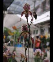 Paph.barbatum	x	Paph.philippinense ขนาดกระถาง 2 นิ้ว