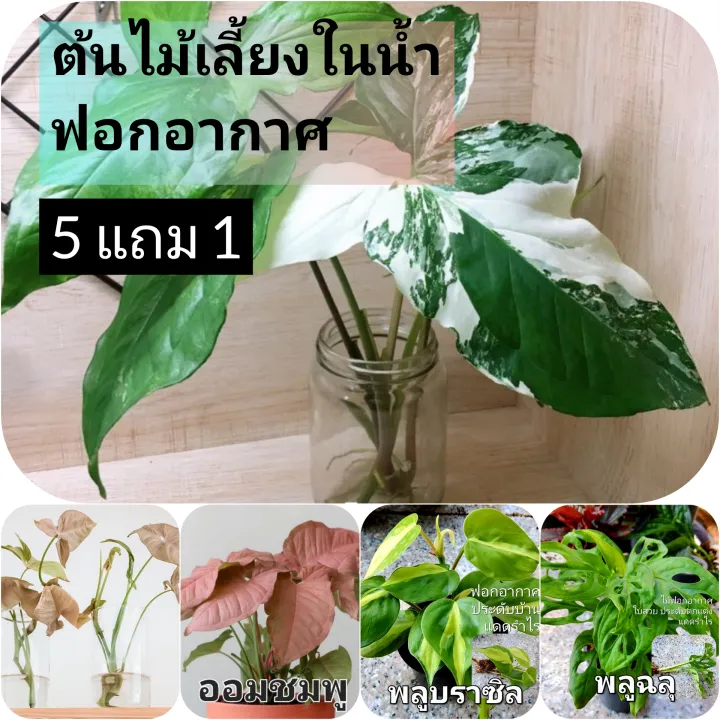 ซื้อ 5 (มีแถม) ส่ง 3 กิ่งขึ้นไป เงินไหลมา พลูด่าง พลูบราซิล ออมชมพู
