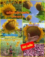 ส่งจากไร่ราคาถูก 500เมล็ด(เมล็ดพันธุ์ทานตะวันอะควอร่า6)ดอกใหญ่สวยงาม ทนแล้ง ให้ผลผลิตสูง