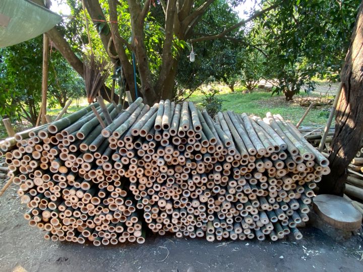 ไม้ไผ่ลำคละขนาด-ยาว-100-ซม-ปลายแหลม-ไม้หลักปักต้นไม้-ไม้หลักค้ำต้นไม้