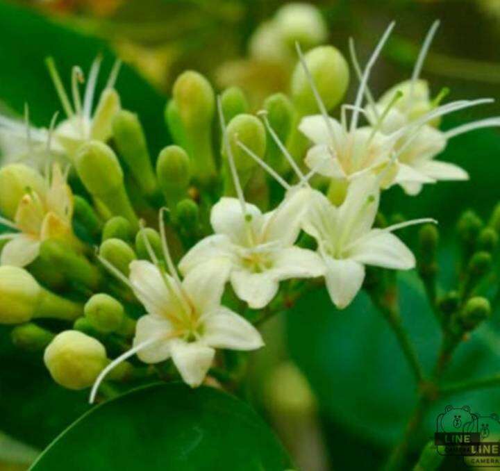 เมล็ดพันธุ์ต้นสาธร-เม็ล็ดพันธต้นไม้ประดับ-เม็ดพันธุ์ต้นไม้ยืนต้น-เมล็ดพันธุ์ใหม่ปีนี้-ชุดละ100เม็ด-ราคา119