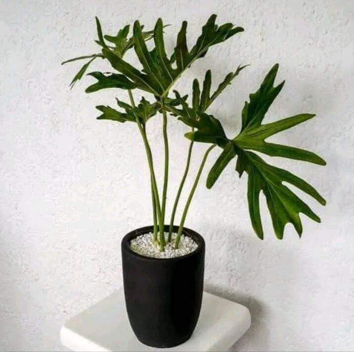 SELLOUM SAHOD YAMAN. live plant rooted and stablish Lazada PH