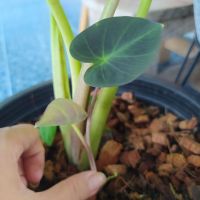 Colocasia aloha อโลฮา ต้นลูกแยกหน่อ ต้นแข็งแรงดี(ต้นจริงใหญ่กว่าในรูปค่ะ)