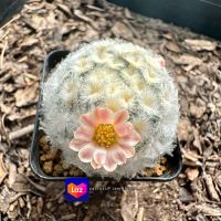 แมมขนนกขาวมอนส์จมูกกระต่าย (Mammillaria plumosa montrose)