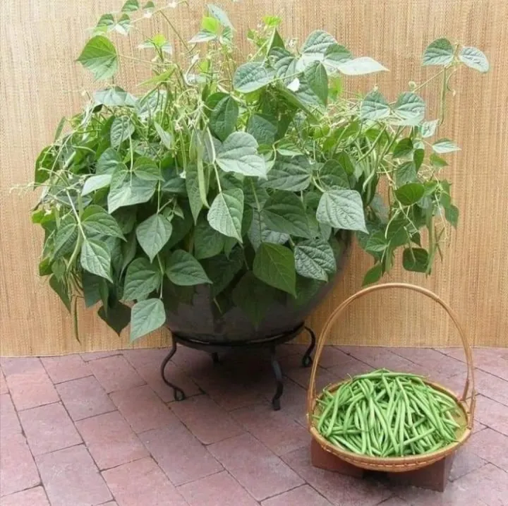 cách trồng đậu cove bụi