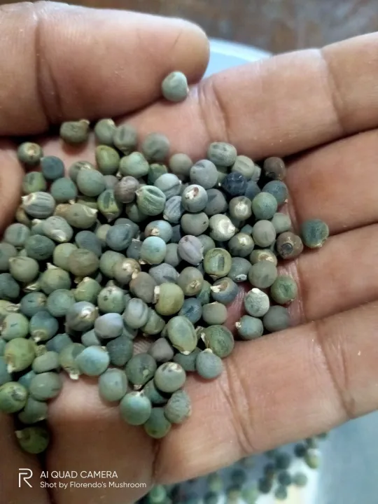 3 PACKS OKRA VEGETABLE SEEDS (123150 SEEDS) GREEN Lazada PH