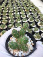 ถอดรากส่ง-ฟอร์มกอ # แคคตัสไข่#แคคตัสไข่จิ้งจก#Cactus # Opantia Tunilla Corrugata# ต้นไม้ทนแล้ง #กระบองเพชร#พืชทนแล้ง# จัดสวนถาด# ต้นไม้มินิ# Minimal Plants# ตะบองเพชร# กะบองเพชร# กระบองเพชร # ต้นไม้ราคาถูก# ขายส่ง# ราคาส่ง