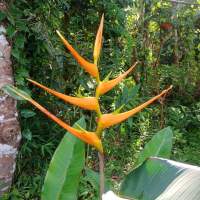 เฮลิโคเนีย ลาทิสพาธ่า ออเรนจ์ ไจโร 1 หน่อพันธุ์ (Heliconia Latiapatha Orange Gyro) ธรรมรักษา ก้ามกุ้ง ก้ามปู ปักษาสวรรค์ สายพันธุ์แท้ หายาก น่าสะสม