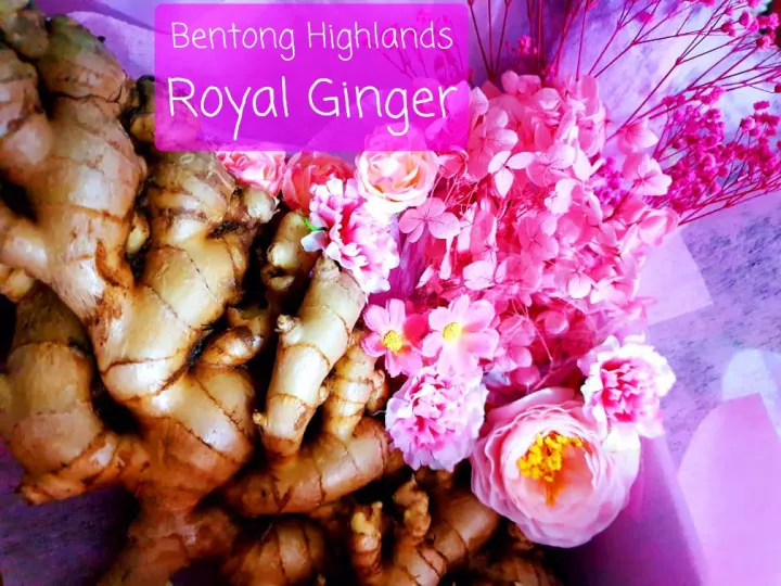 ROYAL Ginger Gift Series essential natural Bentong Highland Ginger