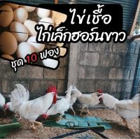 ไข่เชื้อไก่เล็กฮอร์นขาว 10 ฟอง สำหรับฟัก