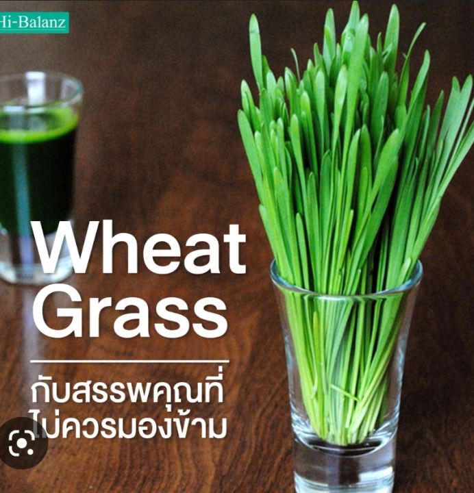 หญ้าแมว-ต้นอ่อน-เมล็ดพันธุ์ต้นอ่อนข้าวสาลี-cat-grass-seeds-ข้าวสาลี-wheat-grass-seeds-เมล็ดพันธุ์หญ้าแมว