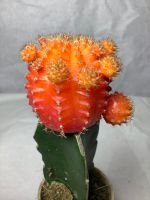 ยิมโนหัวสีเหลือง ต้นยิมโน ยิมโน ต้นยิมโนหัวสี ยิมโนหัวสี ตอสามเหลี่ยม แคคตัส cactus แคคตัสหัวสี ยิมโนด่าง ยิมโนสีแดง กระบองเพชรหัวสี