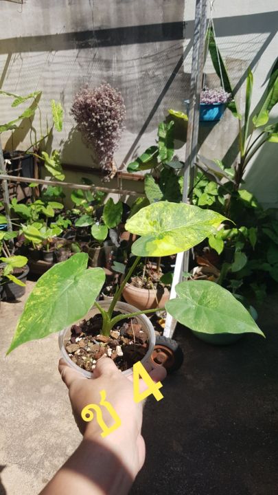 หูช้างด่างเหลืองalocasia-gageana-aura-variegated