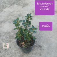 ต้นชัอนเงินช้อนทอง ไทรช้อนเงินช้อนทอง ใบเล็ก ทำบอนไซได้ Ficus annulata for bonsai กระถาง 4 "
เป็นไม้พุ่ม เป็นไม้มงคล เชื่อว่าปลูกแล้วเรียกทรัพย์ให้โชคลาภ เจริญรุ่งเรือง
ลักษณะใบสีเขียวเข้ม คล้ายช้อน
ช่วยฟอกอากาศได้ด้วย
รำไร หรือแดดครึ่งวัน