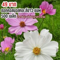 เมล็ดพันธุ์ ดอกคอสมอส คละสีขาว ชมพู 500 เมล็ด  ไม่มีสีอื่นผสม