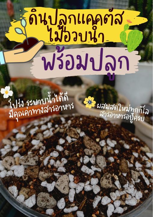 ดินปลูกแคคตัส-ไม้อวบน้ำ-มีคำแนะนำให้เหมาะสมกับสายพันธุ์