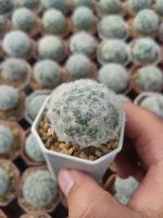 แมมขนนกขาว Mammillaria plumosa ??️???️??️?