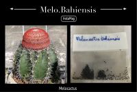 เมล็ด Melocactus Bahiensis 50เมล็ด