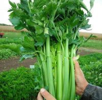 เมล็ดพันธุ์ เซเลอรี่ คื่นฉ่ายยักษ์ 1 g ต้นใหญ่ พันธุ์กรีนนิว ปลูกอากาศเย็น celery green new เมล็ดขึ้นฉ่ายยักษ์ เมล็ดผัก เมล็ดพันธุ์ เซเลอรี่ คื่นฉ่ายยักษ์