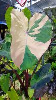 colocasia pink Sapphire หรือพลอยชมพู (เลม่อนด่าง)