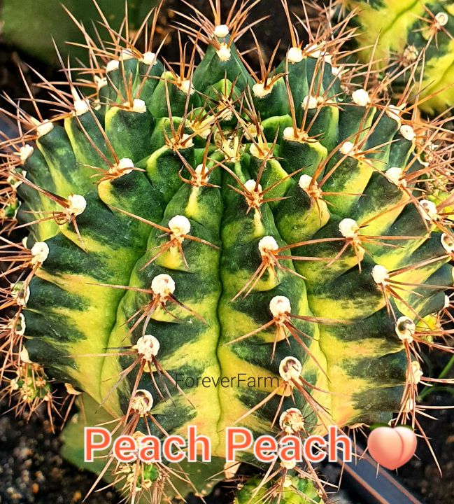 หน่อเด็ดสด Peach peach(พีชพีช) แคคตัส ยิมโนด่าง