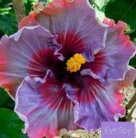 เมล็ดพันธุ์ชบาไต้หวันอาย สปาย(Eye Spy Taiwan Hibiscus Seed)บรรจุ 10 เมล็ด ของแท้ คุณภาพดี ราคาถูก นำเข้าจากต่างประเทศ