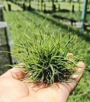 Tillandsia bulbosa mini bear