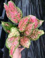 [ส่งฟรี] อัญมณีแดง อโกลนีมา aglaonema ต้นสวย พร้อมส่ง