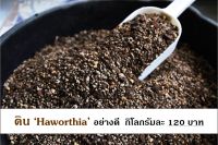 ดินปลูก Haworthia อย่างดี