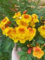 ต้นทองอุไรมิ้กกี้เม้าส์ ดอกสีเหลืองใจกลางสีส้ม ออกดอกตลอดปี