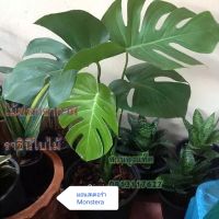 ต้นมอนสเตอร่า มอนสเตอร่า ต้นไม้ฟอกอากาศ ราชินีใบไม้ ส่งพร้อมกระถาง Monstera ปลูกในห้องได้ สวนลุงแท็ค