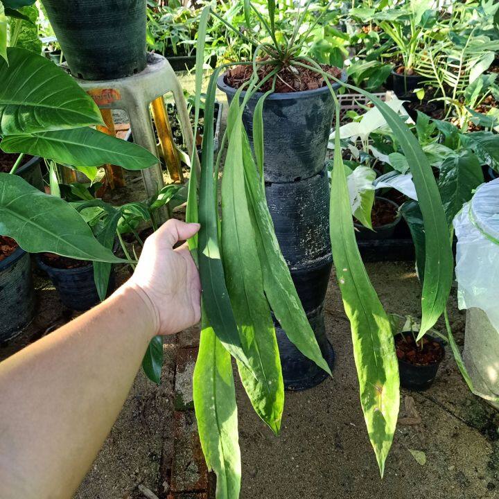 5-9-66-anthurium-vittarifolium-หน้าวัวเนคไทติดด่าง-ในกระถาง-8นิ้ว-ไม้ด่าง-ไม้ฟอกอากาศ-av