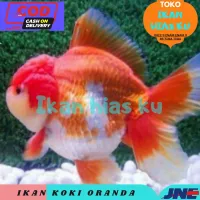 440 Toko Aquarium Koki Gratis Terbaru