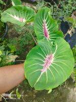 ปาปัวมานิส Colocasia Papuamanise โคโลคาเซียปาปัว