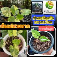 บอนหูช้างด่างเหลือง กระถาง 6 นิ้ว บอนกระดาษหูช้างด่าง เเพงกว่า บอนกระดาษด่าง