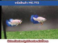 เซ็ตคู่เพศผู้2ตัว มาเบิ้ลดอท (ปลารุ่น ขนาด1.4นิ้ว) สีสดเนื้อขาว **ได้ปลา2ตัวตามรูป