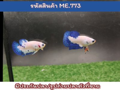 เซ็ตคู่เพศผู้2ตัว มาเบิ้ลดอท (ปลารุ่น ขนาด1.4นิ้ว) สีสดเนื้อขาว **ได้ปลา2ตัวตามรูป