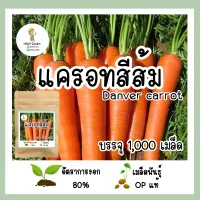 เมล็ดพันธุ์ แครอทสีส้มแดนเวอร์ จำนวน 1,000 เมล็ด อัตราการงอกสูง เมล็ดพันธุ์ OPแท้