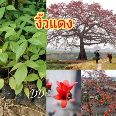 ต้นงิ้วแดงกินดอกขนาดต้น 30-40 ซม. (2ต้น)
