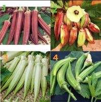 เมล็ดพันธุ์ กระเจี๊ยบ (Okra Seed) จำนวนเมล็ดอยู่ที่รายละเอียดสินค้าค่ะ