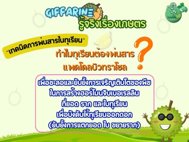 กิฟฟารีน-ปุ๋ยฉีดพ่นทางใบ-สูตรการพ่นสารทุเรียน