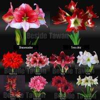 ว่านสี่​ทิศ​นำ​เข้า​จากเ​นเ​ธ​อร์แลนด์​ (Amaryllis)​ พร้อม​ปลูก​ดอก​สวยๆ​