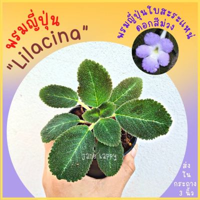 พรมญี่ปุ่น "ไลลาซิน่า" (Lilacina) ดอกสีม่วง  ใบสีเขียวแกมน้ำตาล ใบแคระ หรือเรียกว่าพรมญี่ปุ่นใบสะระแหน่  (กระถาง 3 นิ้ว)