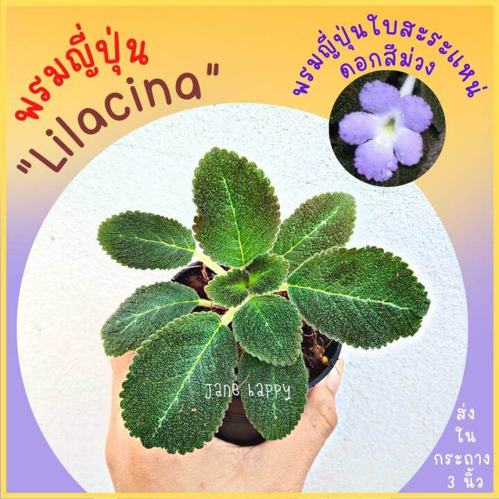 พรมญี่ปุ่น-ไลลาซิน่า-lilacina-ดอกสีม่วง-ใบสีเขียวแกมน้ำตาล-ใบแคระ-หรือเรียกว่าพรมญี่ปุ่นใบสะระแหน่-กระถาง-3-นิ้ว