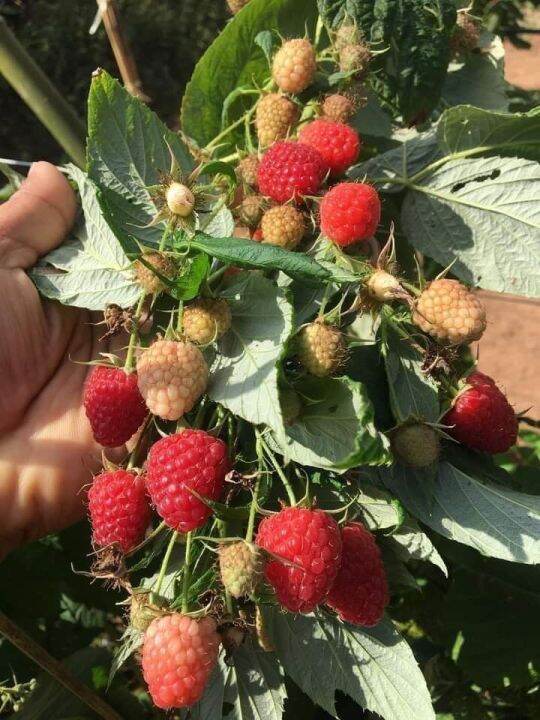 Raspberry crimson giant REAL PLANT ( NOT FRUIT) Lazada